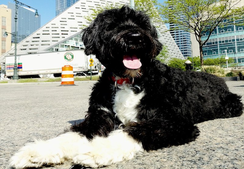 1280px Portuguese Water Dog in NYC