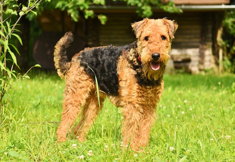 Airedale Terrier as good as gold Patricia Furstenberg haiku dogs book
