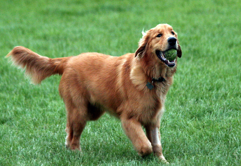 Golden Retriever with tennis ball