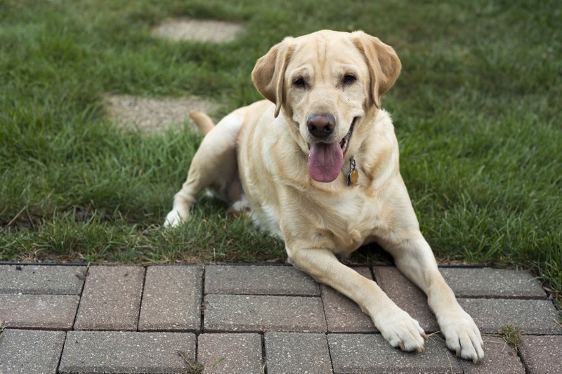 Labrador retriever physical traits