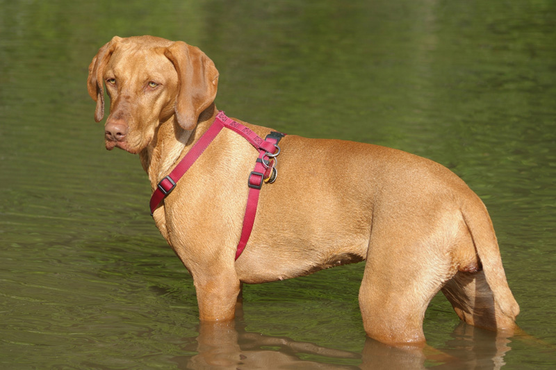 Vizsla Rosie water harness