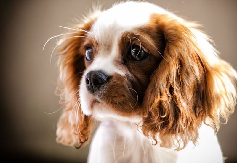 cavalier king charles spaniel.jpg.638x0 q80 crop smart