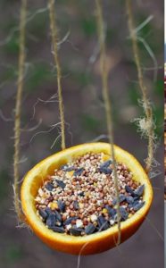 3 easy bird feeders to make with kids1