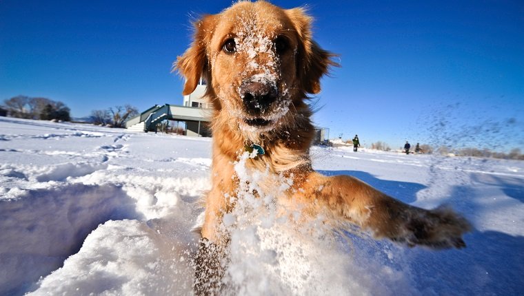 snow maze dogs 1